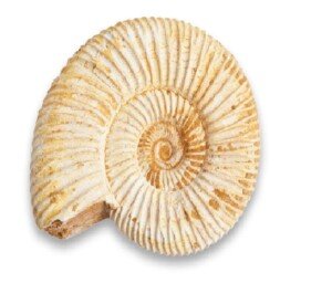 Serafino Genuine Fossil Madagascan Ammonite 150 Million Years Old! Jurassic Real Fossil 1-1.5" Shell Madagascar Fossil Great Gift For Science Education Collection