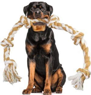 Large Dog Rope Toys For Aggressive Chewers, Size 105 cm, 6 Knot Tough Rope Chew Toys For Large Dogs, Indestructible 100% Non-Dye Cotton Rope For Large Breed Dog, Dogs Teething Chew Tug Toy