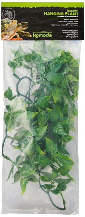 Komodo Philodendron Plant, 40 cm,Green