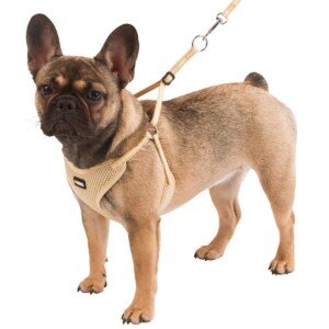 Kerbl Puppy Harness with Rope, 24-44 cm/10 mm, Beige