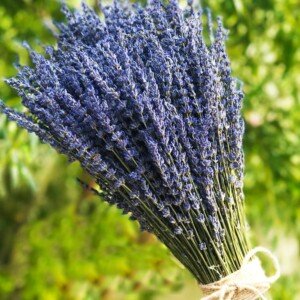 TooGet Lavender Dried Ultra Blue Bundles 200+ Stems(16" - 18" Long) for Home Decor, Crafts, Gift, Wedding or Any Occasion